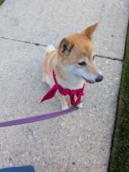 Reunited Female Dog last seen 76th CT and Dickens, Elmwood Park, IL 60707