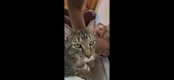 Lost Male Cat last seen West 204th st and Post Avenue, New York, NY 10034