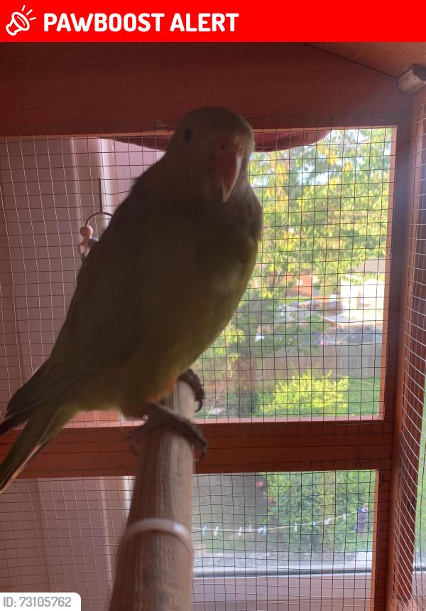 Lost Female Bird last seen She was heading towards bp garage in Lenham, Lenham, England ME17