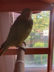 Lost Female Bird last seen She was heading towards bp garage in Lenham, Lenham, England ME17