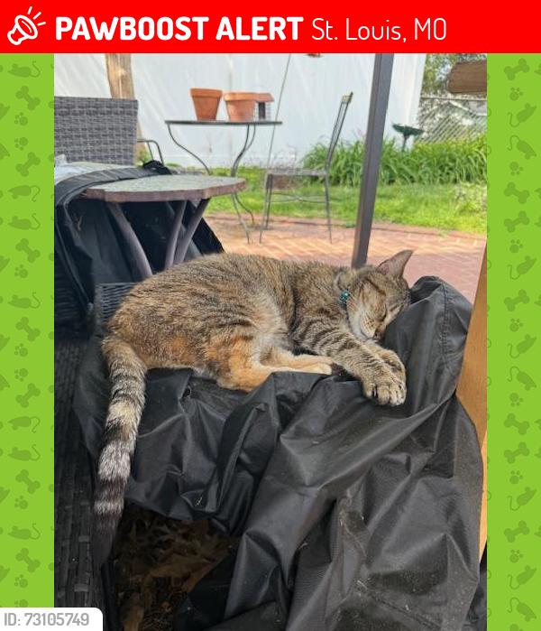 Lost Female Cat last seen West Park and Ripple Streets, St. Louis, MO 63139