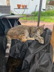 Lost Female Cat last seen West Park and Ripple Streets, St. Louis, MO 63139