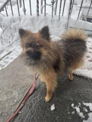 Reunited Male Dog last seen Home Liquors, Springfield Avenue, Newark, NJ, Newark, NJ 07103