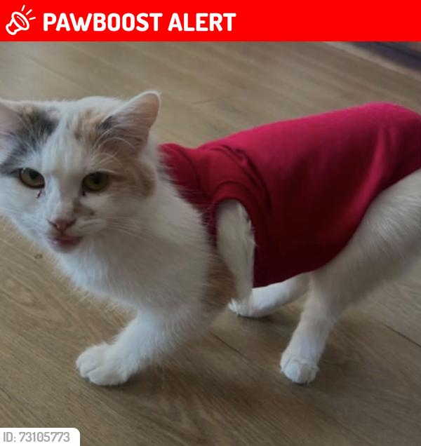 Lost Female Cat last seen Walthamstow dog stadium , South Chingford, England 