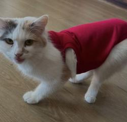 Lost Female Cat last seen Walthamstow dog stadium , South Chingford, England 