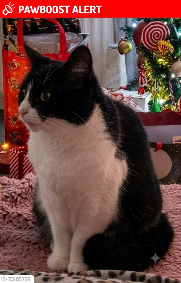 Lost Female Cat last seen Near Blackstoun Road / Glencoats Lodge nursery/ privies, Renfrewshire, Scotland PA3 1LU