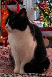 Lost Female Cat last seen Near Blackstoun Road / Glencoats Lodge nursery/ privies, Renfrewshire, Scotland PA3 1LU