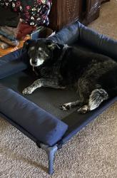 Reunited Female Dog last seen 120th and Post Oak, Norman, OK 73026