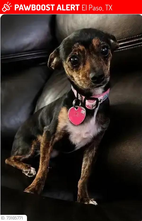 Lost Female Dog last seen Hayes Community, El Paso, TX 79904
