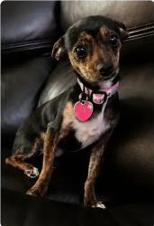 Lost Female Dog last seen Hayes Community, El Paso, TX 79904