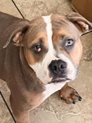 Reunited Female Dog last seen Pennwood and valley view, Las Vegas, NV 89102