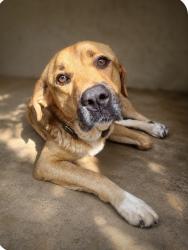 Found/Stray Female Dog last seen Pangborn, Decatur, GA 30033