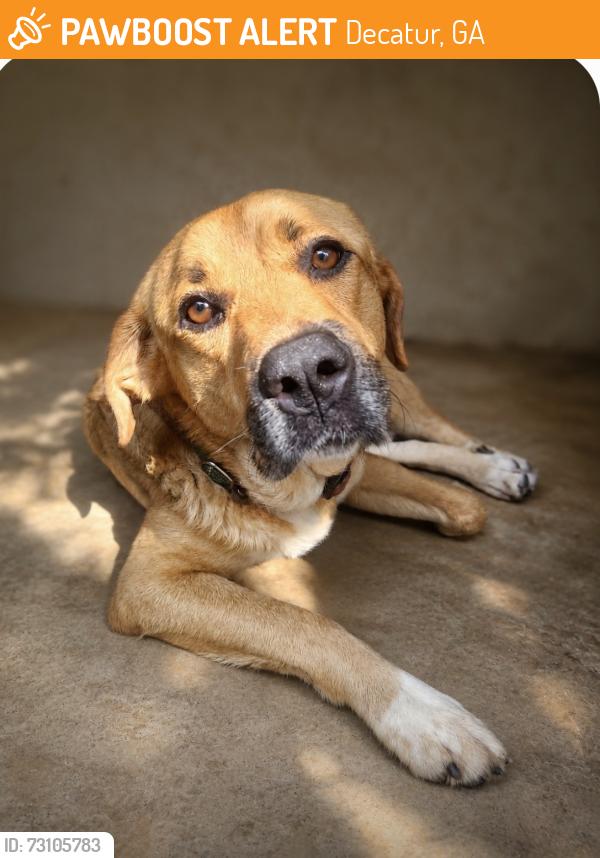 Found/Stray Female Dog last seen Pangborn, Decatur, GA 30033