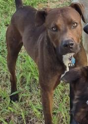 Found/Stray Unknown Dog last seen SW 60th & Barnes in the neighborhood behind Aldi, Oklahoma City, OK 73159