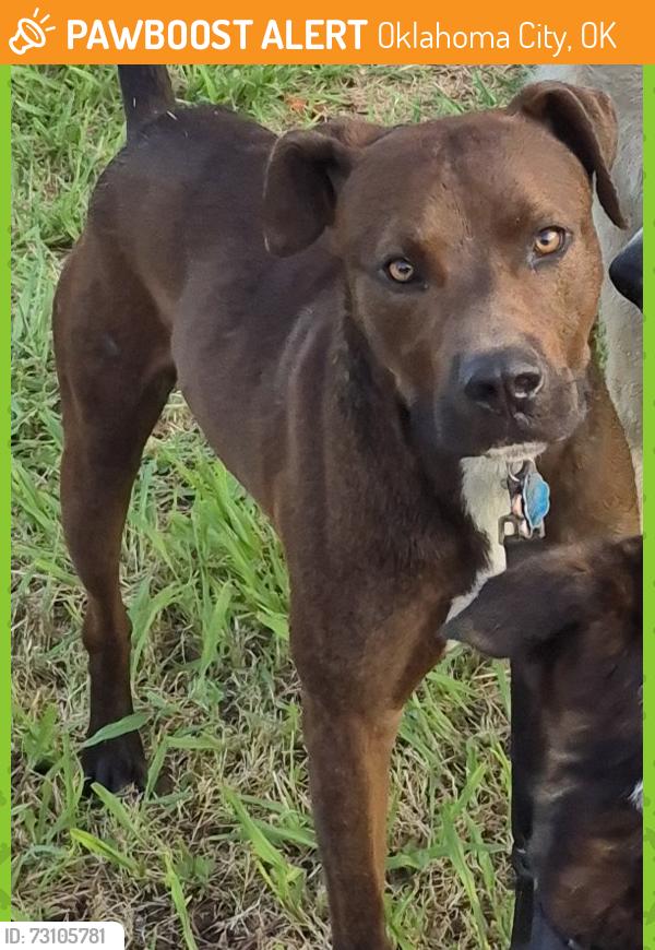 Found/Stray Unknown Dog last seen SW 60th & Barnes in the neighborhood behind Aldi, Oklahoma City, OK 73159