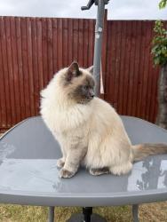 Lost Female Cat last seen Manor Drive, Hillcroft Crescent and Park Chase, Wembley Park, England HA9