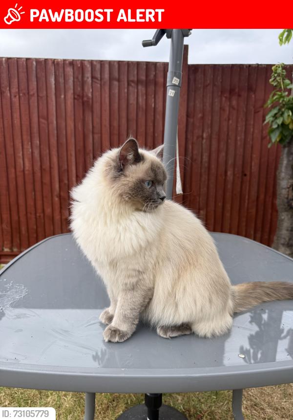 Lost Female Cat last seen Manor Drive, Hillcroft Crescent and Park Chase, Wembley Park, England HA9