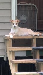 Reunited Female Dog last seen Fredeicks grove rd. and grist mill rd., Lehighton, PA 18235