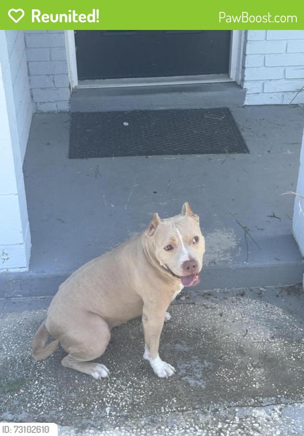 Reunited Female Dog last seen Balboa dr, by barnett park, Pine Hills, FL 32808