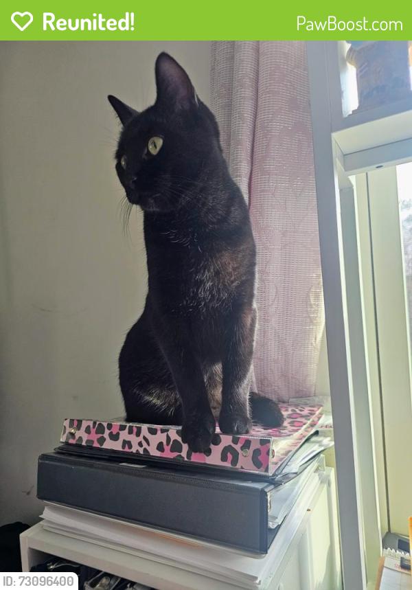 Reunited Female Cat last seen Quail Glen Sub, Harnett County, NC 27501