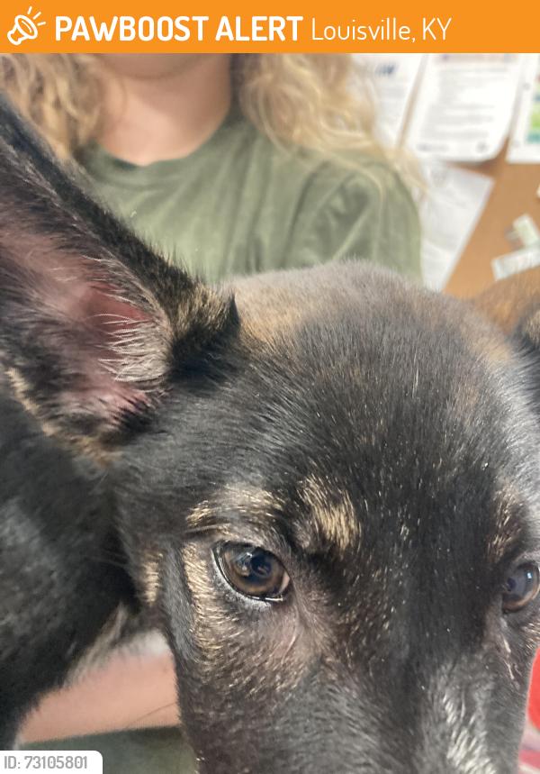 Found/Stray Female Dog last seen Near southwestern pkwy, Louisville, KY 40212