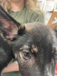 Found/Stray Female Dog last seen Near southwestern pkwy, Louisville, KY 40212