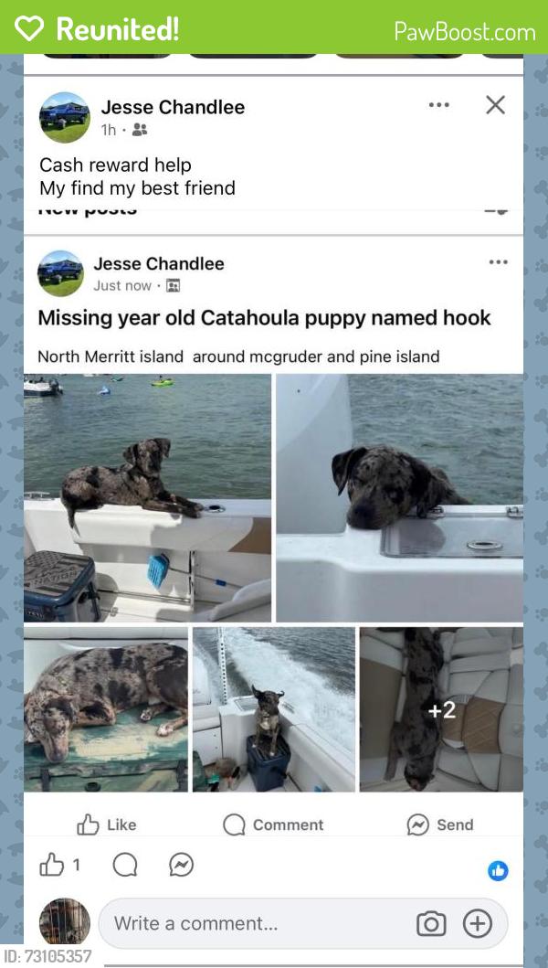 Reunited Male Dog last seen Mcgruder and pine island , North Merritt Island, FL 32953