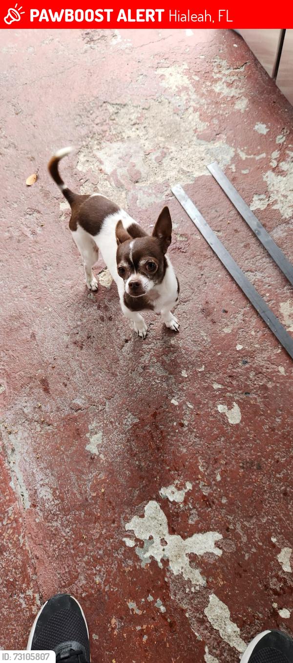 Lost Male Dog last seen Near St, Hialeah, FL 33010