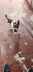 Lost Male Dog last seen Near St, Hialeah, FL 33010