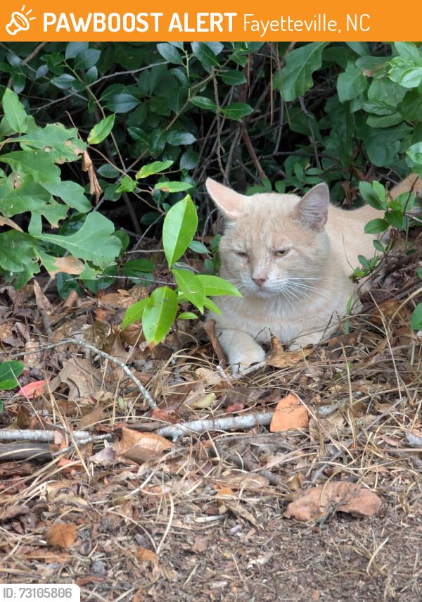 Found/Stray Unknown Cat last seen Fayetteville NC Lake Rim Area, Fayetteville, NC 28305