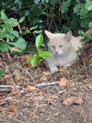 Found/Stray Unknown Cat last seen Fayetteville NC Lake Rim Area, Fayetteville, NC 28305