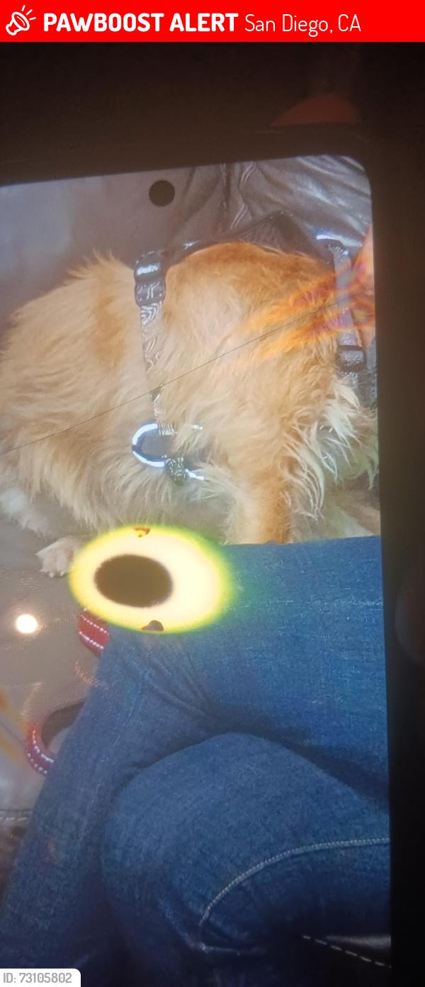 Lost Male Dog last seen Near C Street, San Diego, CA 92101