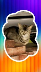 Found/Stray Unknown Cat last seen Botetourt ct an Augusta circle, Virginia Beach, VA 23452