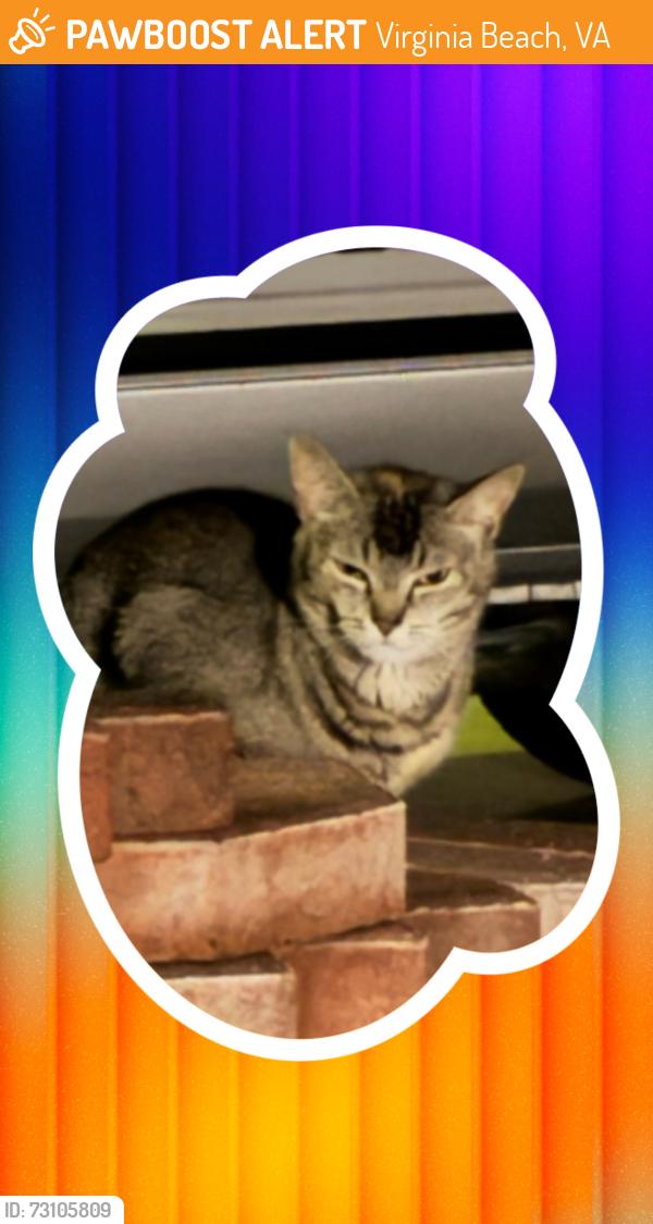 Found/Stray Unknown Cat last seen Botetourt ct an Augusta circle, Virginia Beach, VA 23452