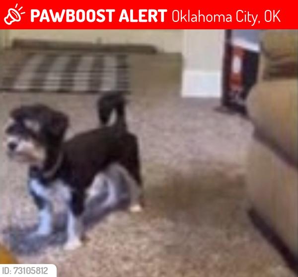 Lost Female Dog last seen briarlake manor and sw119 street, Oklahoma City, OK 73170