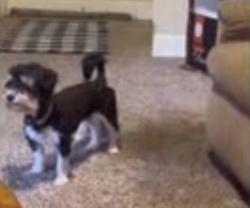 Lost Female Dog last seen briarlake manor and sw119 street, Oklahoma City, OK 73170