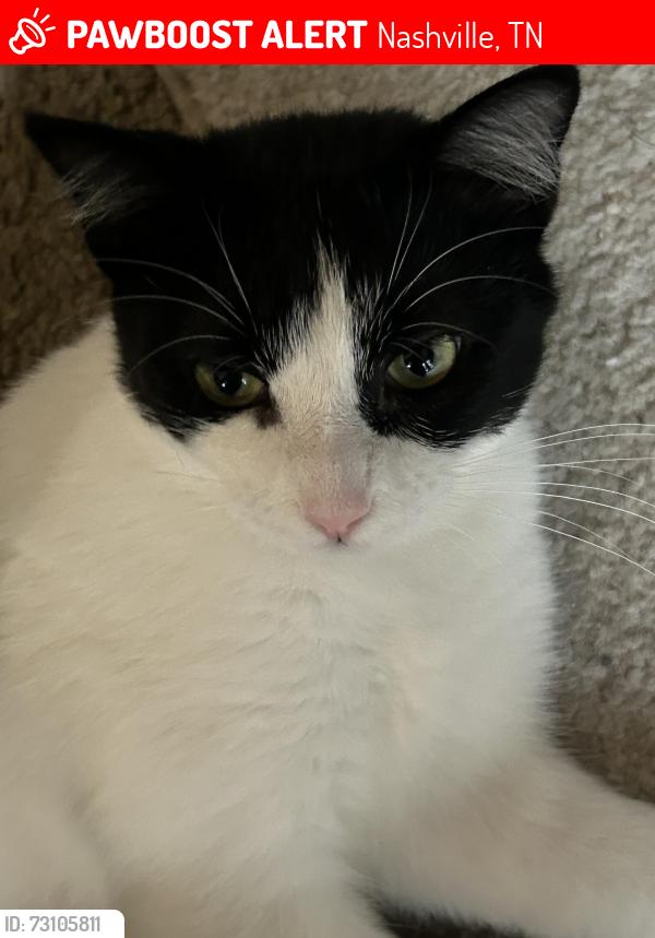 Lost Female Cat last seen Meta dr/Brewer, Nashville, TN 37211