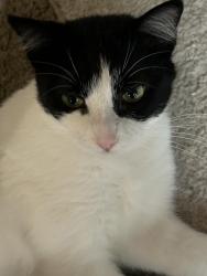 Lost Female Cat last seen Meta dr/Brewer, Nashville, TN 37211