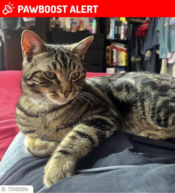 Lost Male Cat last seen Green Lanes N13 , Greater London, England N13 5PP