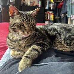 Lost Male Cat last seen Green Lanes N13 , Greater London, England N13 5PP