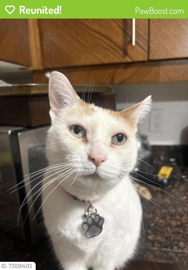Reunited Female Cat last seen Earlsbridge blvd, Brampton, ON L7A 2M9