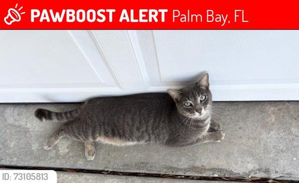 Lost Male Cat last seen Auburn Ave NW and Corning Ave NW, Palm Bay, Palm Bay, FL 32907