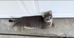 Lost Male Cat last seen Auburn Ave NW and Corning Ave NW, Palm Bay, Palm Bay, FL 32907