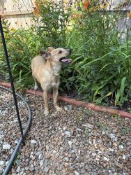 Found/Stray Female Dog last seen Green Hills and Barry Rd, Kansas City, MO 64151