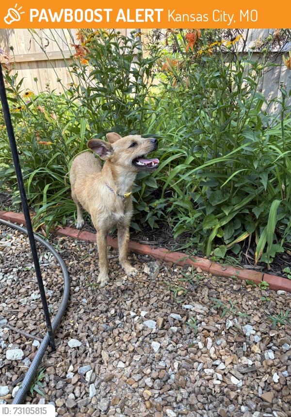 Found/Stray Female Dog last seen Green Hills and Barry Rd, Kansas City, MO 64151