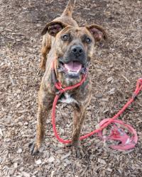 Shelter Stray Female Dog last seen Tilson Rd & Dawn Dr Candler-McAfee, GA 30032, 30002, GA, 3280 Chamblee Dunwoody Rd, Chamblee, GA 30341, USA
