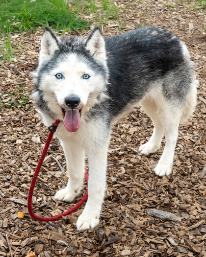 Shelter Stray Female Dog last seen Near Melbourne Court Tucker, 30084, 30084, GA, 3280 Chamblee Dunwoody Rd, Chamblee, GA 30341, USA