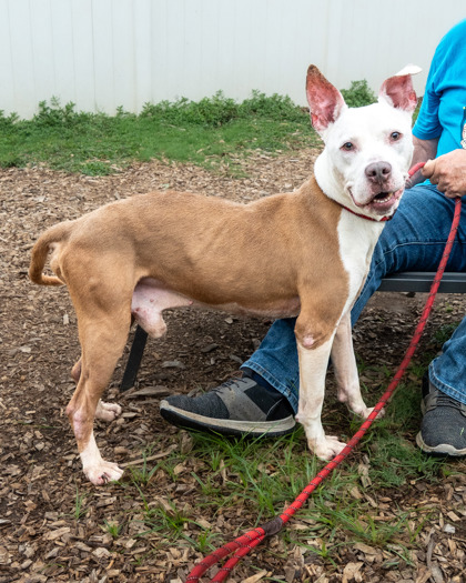 Shelter Stray Male Dog last seen Near Juliette Rd Stone Mountain, 30083, 30083, GA, 3280 Chamblee Dunwoody Rd, Chamblee, GA 30341, USA