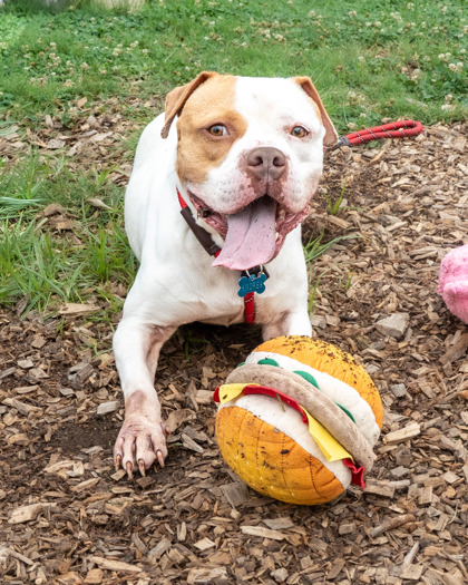 Shelter Stray Female Dog last seen , 30038, GA, 3280 Chamblee Dunwoody Rd, Chamblee, GA 30341, USA