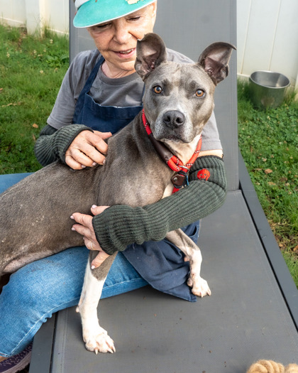 Shelter Stray Female Dog last seen Near Memorial Drive Stone Mountain, 30083, 30083, GA, 3280 Chamblee Dunwoody Rd, Chamblee, GA 30341, USA